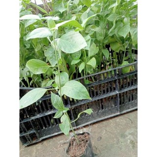 Cây giống cẩm tím, cẩm đỏ (bầu 2c)