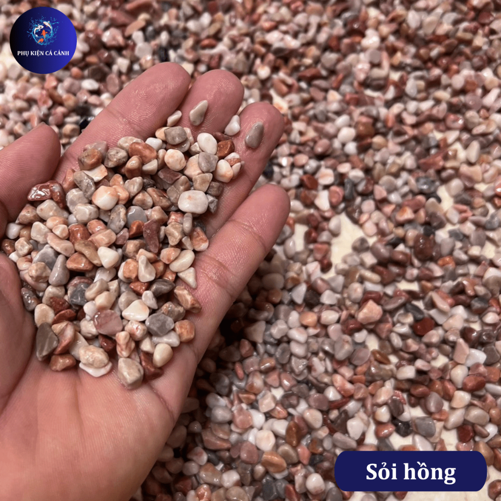 Sỏi Biển Tự Nhiên Làm Nền Bể Cá  Sỏi Biển Thiên Nhiên Trang Trí Hồ Cá, Lót Chậu - Phụ Kiện Cá Cảnh