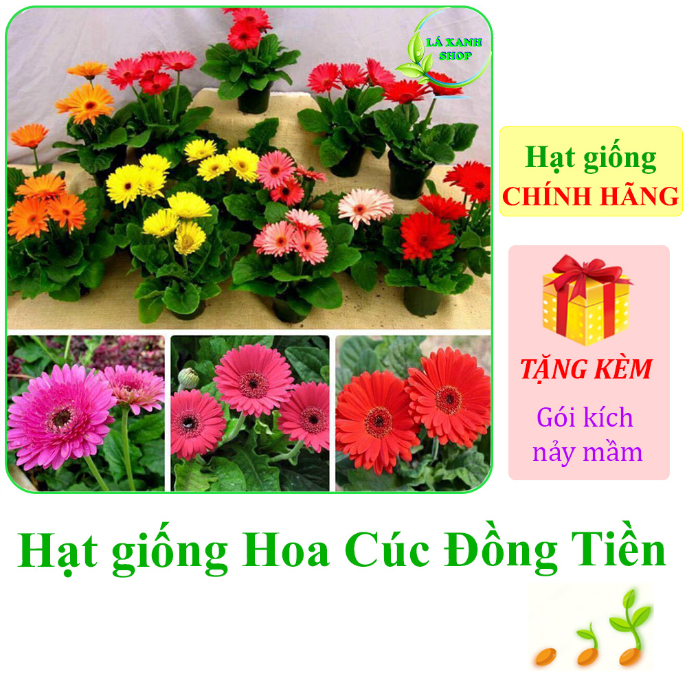10h Hạt giống Hoa Cúc Đồng Tiên Nhiều Màu