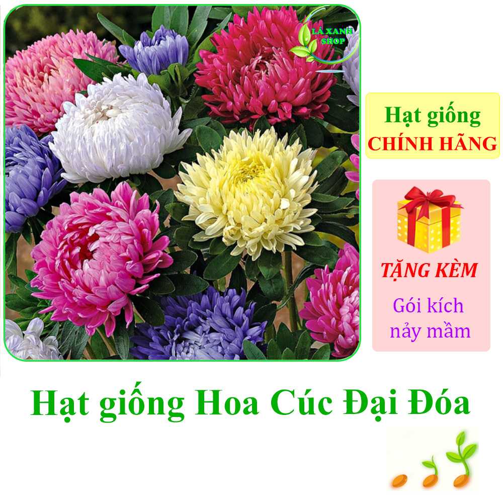 0,1g Hạt Giống Hoa Cúc Đại Đóa Nhiều Màu, Hoa To, Thân Cao