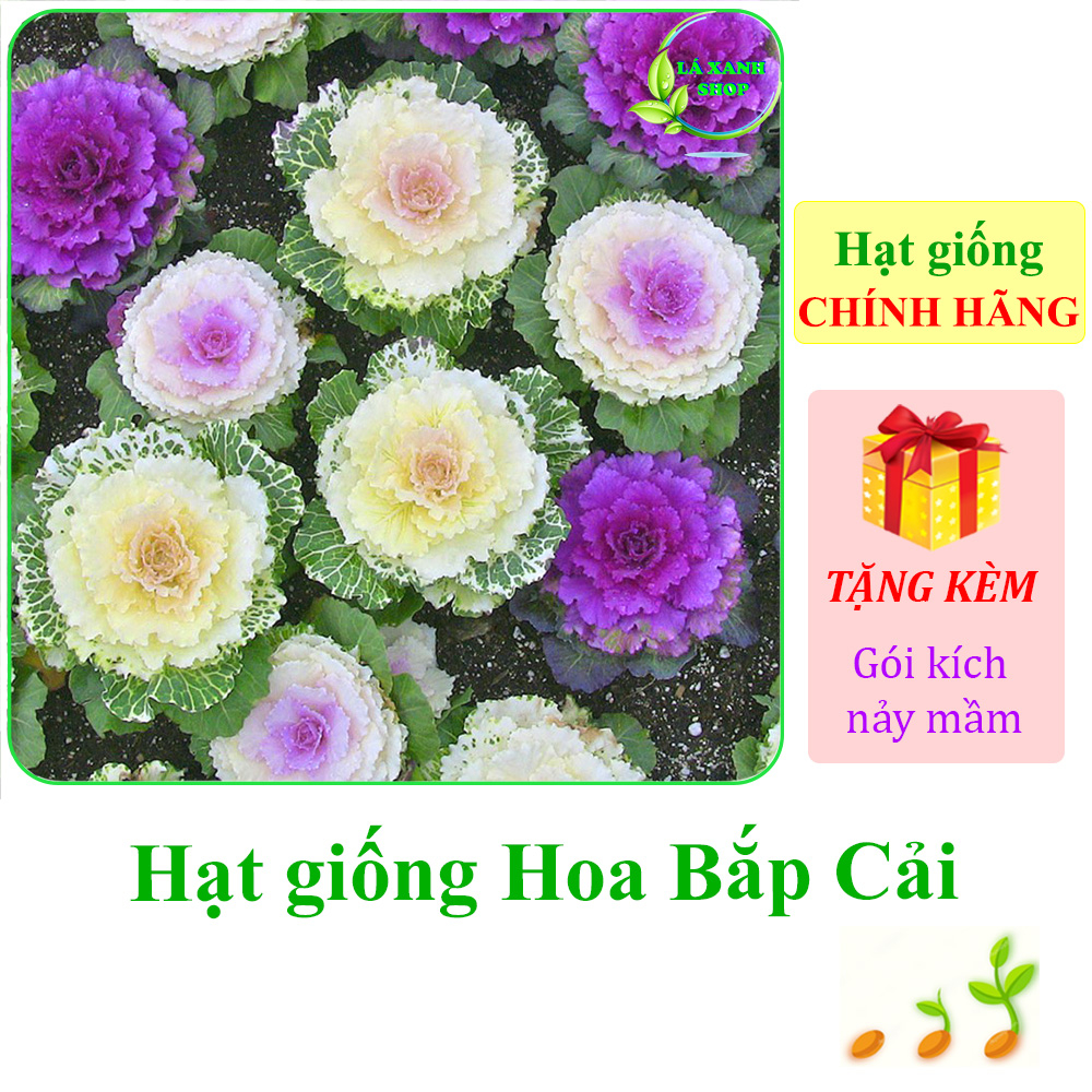 Hạt giống Hoa Bắp Cải Nhiều Màu, Hoa Có Thể Ăn Được, Dễ Chăm Sóc - Hạt giống Rạng Đông