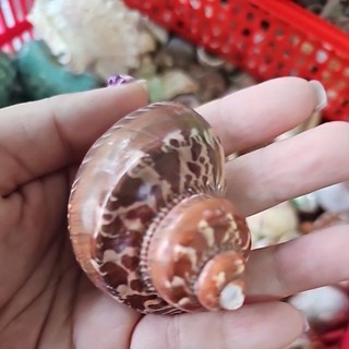 Vỏ ốc xà cừ đỏ size miệng 3, 3,5 cm size s m l