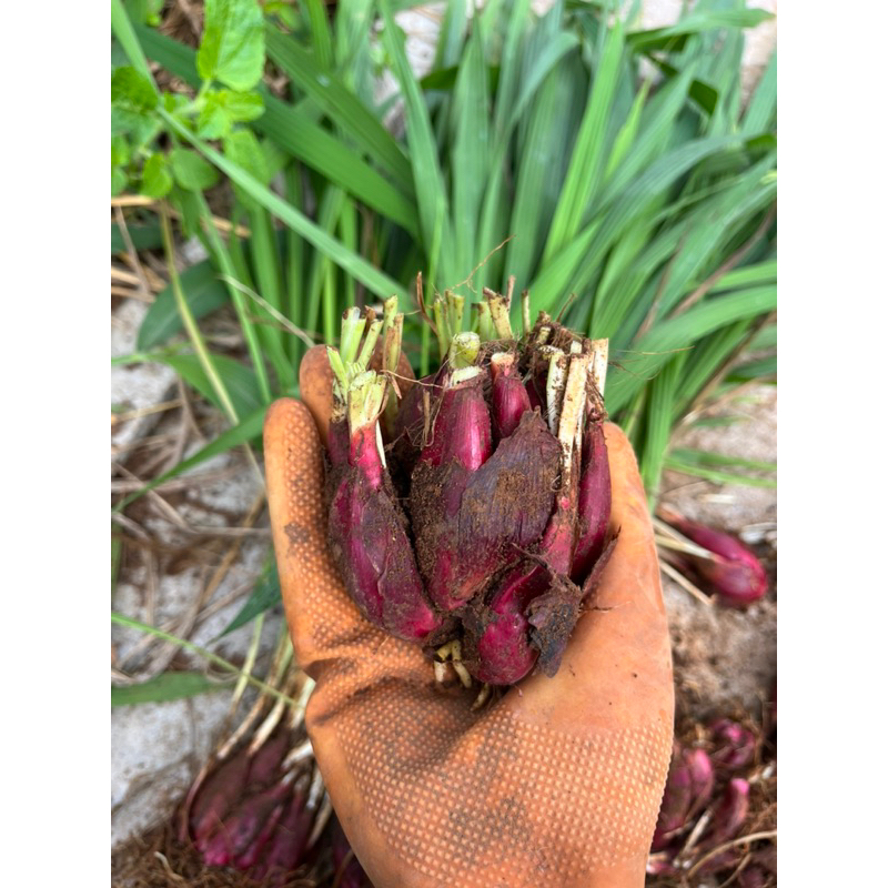 Sâm đại hành tươi Đà Lạt 1kg