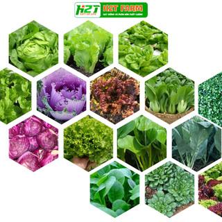 Hạt giống rau ăn lá, xà lách, cải kale, cải ngọt, cải xoăn, cải rổ, xà lách xoăn, xà lách tím, súp lơ, bắp cải- h2t farm