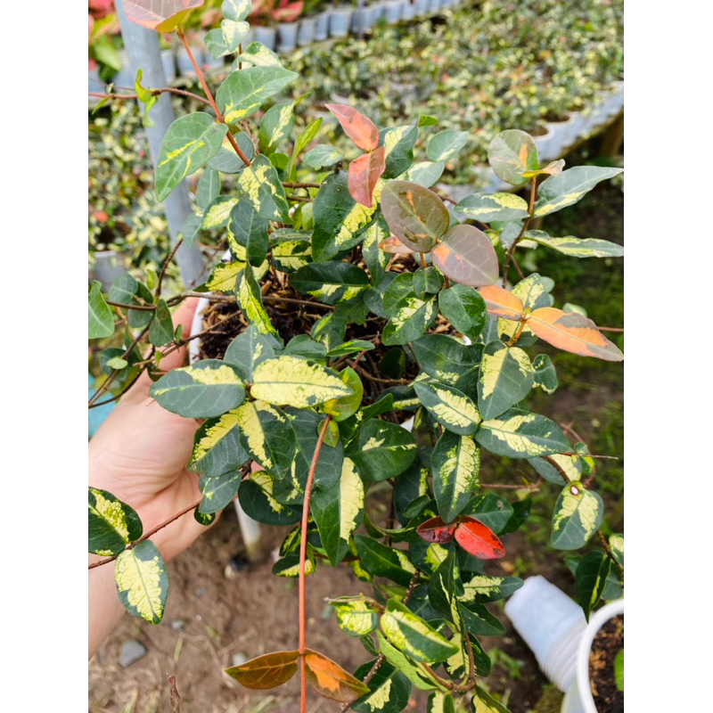 Thằn Lằn Ngũ Sắc