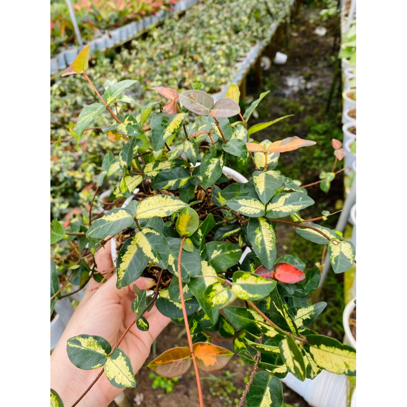 Thằn Lằn Ngũ Sắc