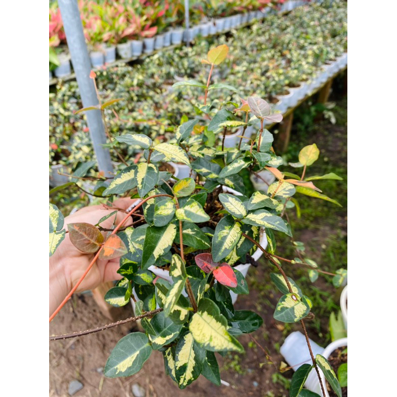 Thằn Lằn Ngũ Sắc