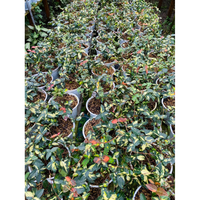 Thằn Lằn Ngũ Sắc