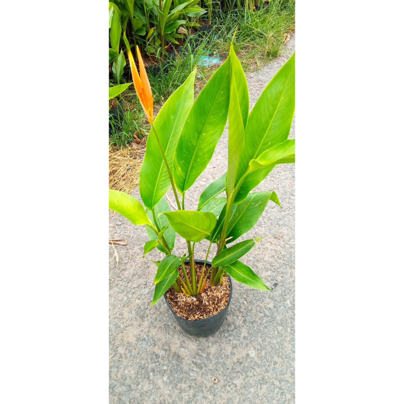 Cây chuối mỏ két hoa cam và vàng