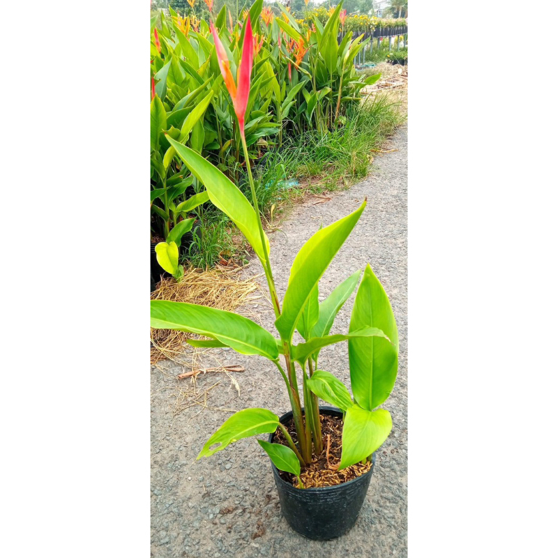 Cây chuối mỏ két hoa cam và vàng