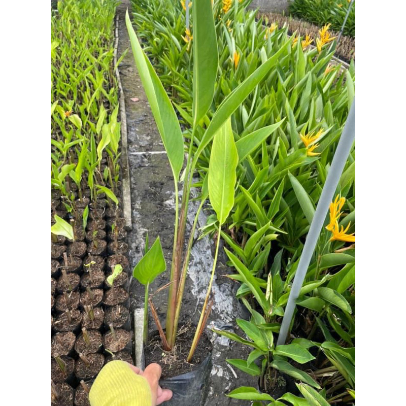 Cây chuối mỏ két hoa cam và vàng