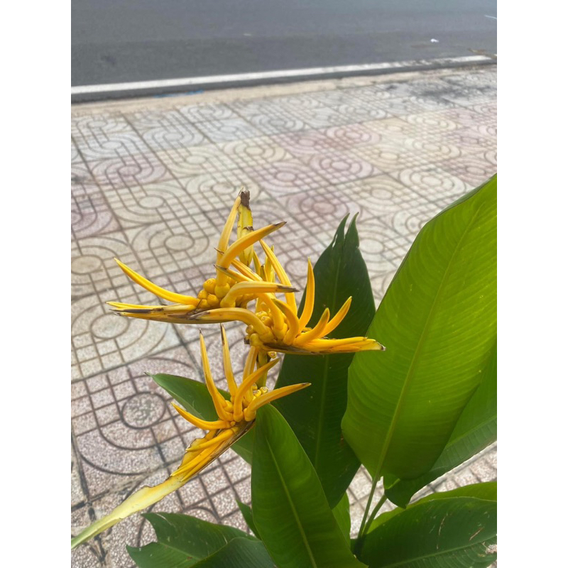 Cây chuối mỏ két hoa cam và vàng