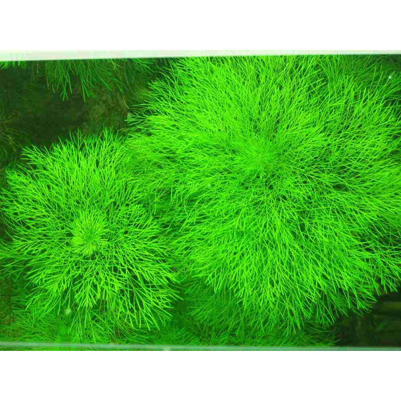 CÂY THỦY SINH ĐẠI BẢO THÁP-20K/4NGỌN