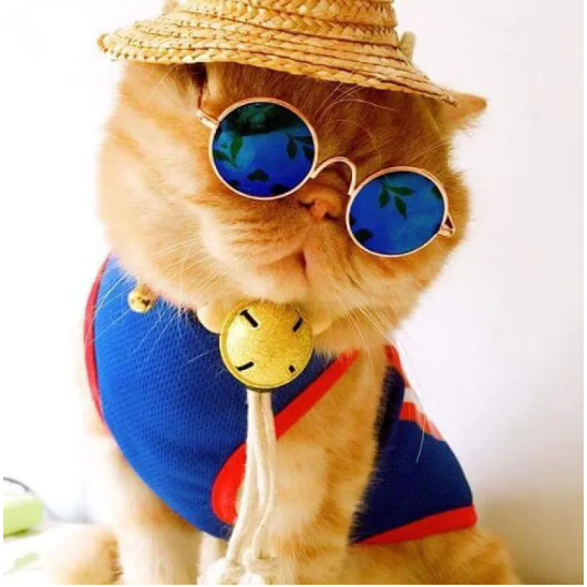 Kính mắt thời trang cho chó mèo