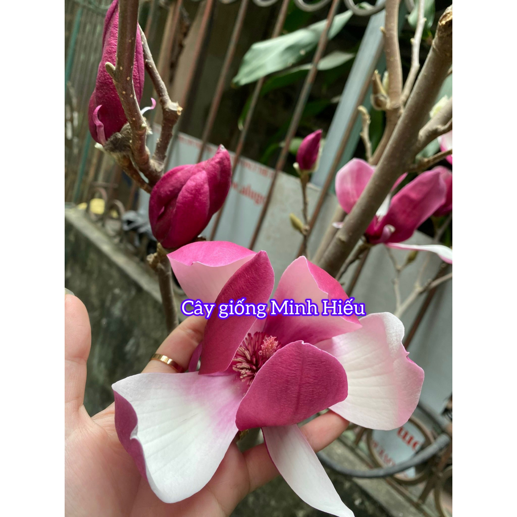 Cây mộc lan đang nụ chơi tết  , giống cây hoa nhập khâu siêu hot 2023