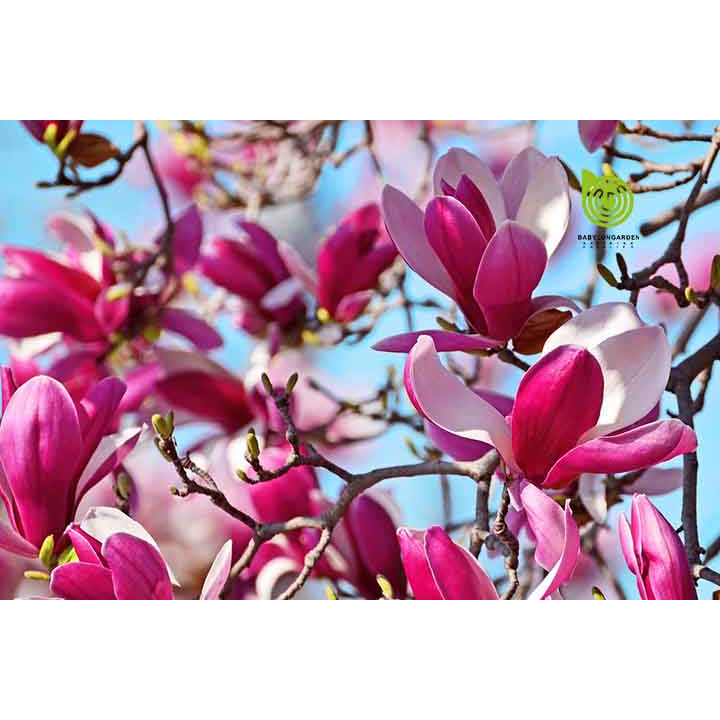 Cây mộc lan đang nụ chơi tết  , giống cây hoa nhập khâu siêu hot 2023