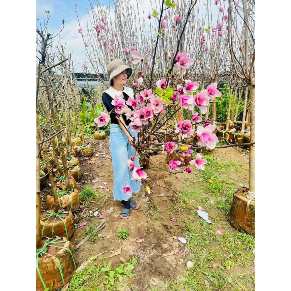 Cây mộc lan đang nụ chơi tết  , giống cây hoa nhập khâu siêu hot 2023