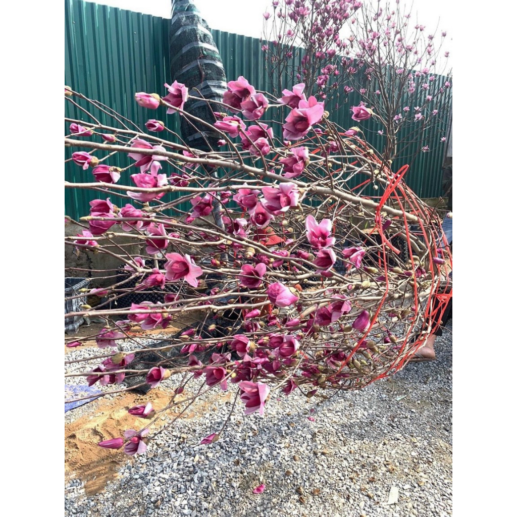 Cây mộc lan đang nụ chơi tết  , giống cây hoa nhập khâu siêu hot 2023