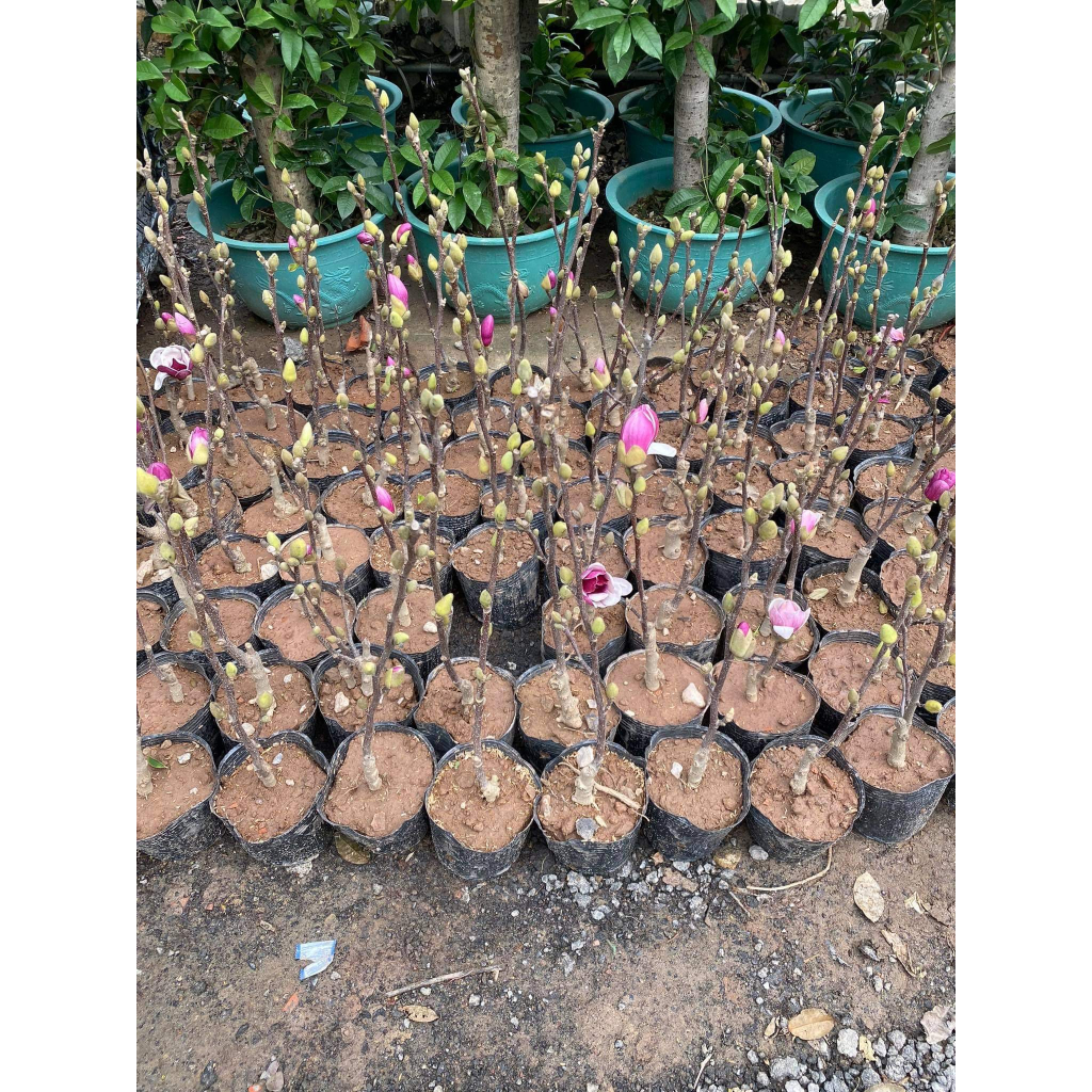 Cây mộc lan đang nụ chơi tết  , giống cây hoa nhập khâu siêu hot 2023