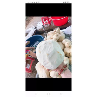 Sâm tố nữ 500g