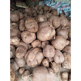 Sâm tố nữ 500g