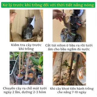 Cây chanh Chúc (chanh Thái) đặc sản An Giang (cây gửi khách ảnh số 2)