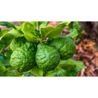 Cây chanh Chúc (chanh Thái) đặc sản An Giang (cây gửi khách ảnh số 2)
