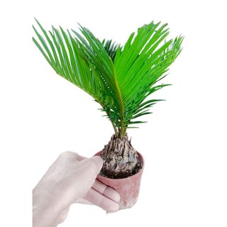 Cây vạn tuế chậu đỏ