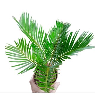 Cây vạn tuế chậu đỏ (22_26cm)