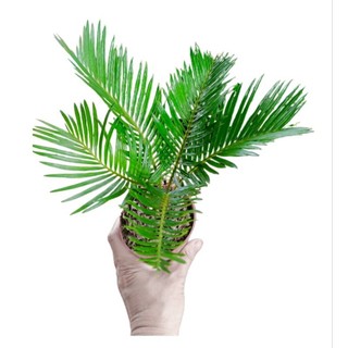 Cây vạn tuế chậu đỏ (22_26cm)