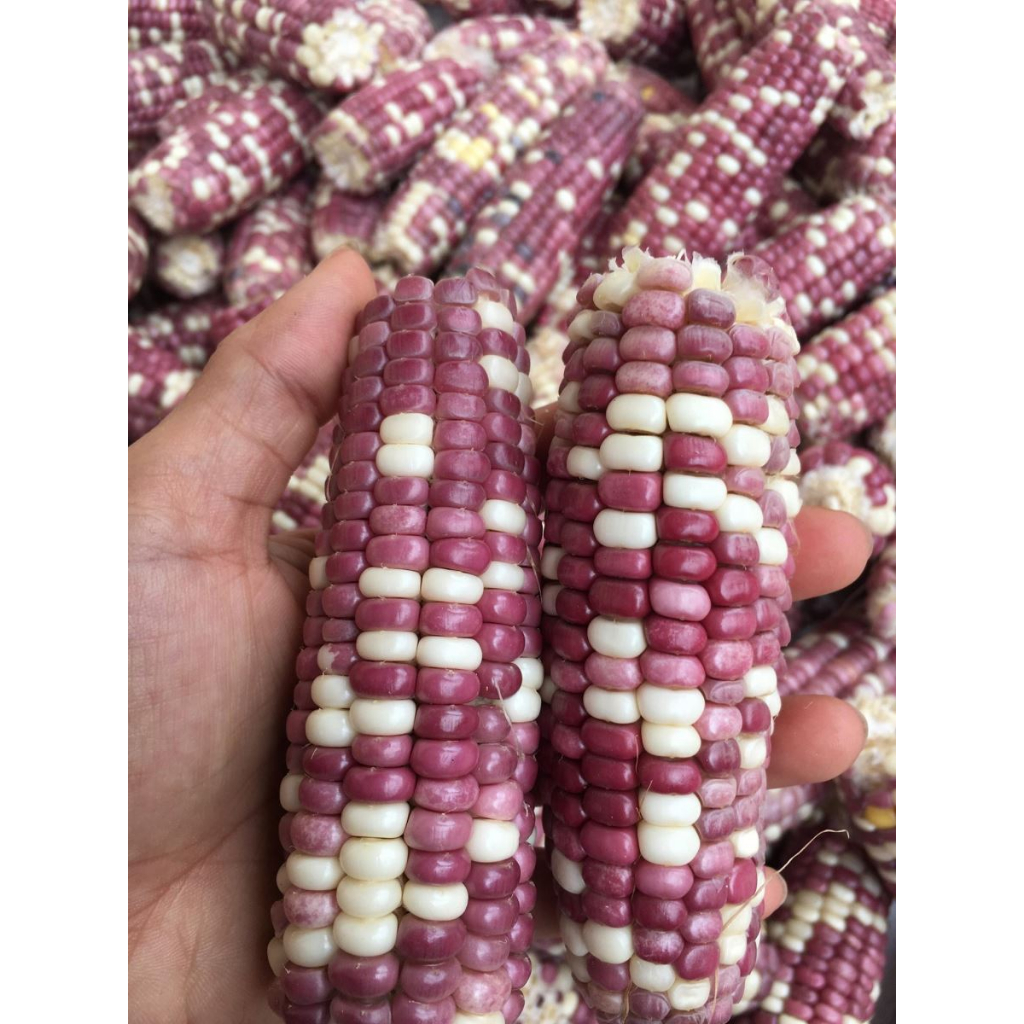 NGÔ NẾP BUNG ĐIỆN BIÊN - LOẠI HẠT NHỎ DẺO NGỌT - ĐÓNG GÓI HÚT CHÂN KHÔNG SẠCH SẼ