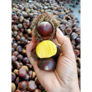 Hạt dẻ sống 1kí