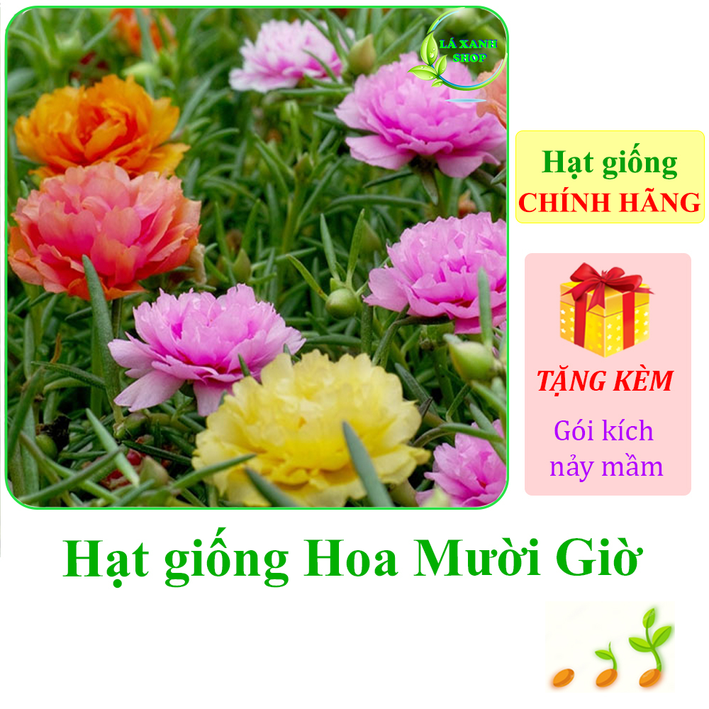 0,03g Hạt Giống Hoa Mười Giờ Cánh Kép Nhiều Màu