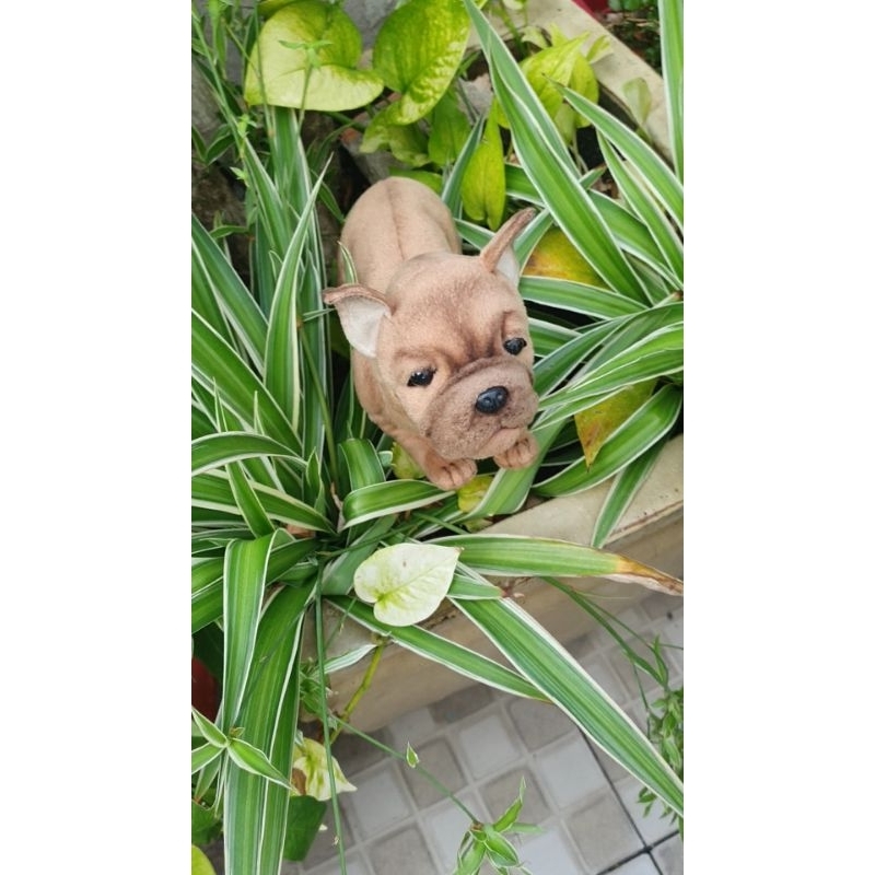 Thú bông chó pull giống thật