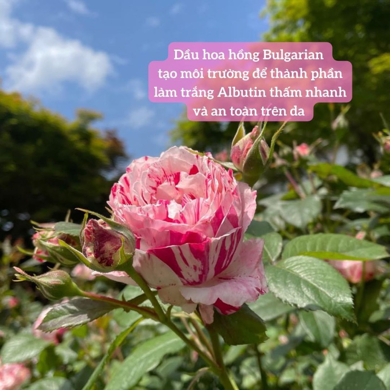 TINH CHẤT DƯỠNG SÁNG DA ISOI BLEMISH CARE SERUM 35ML