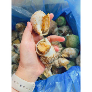 Ốc bullot pháp size 20-30