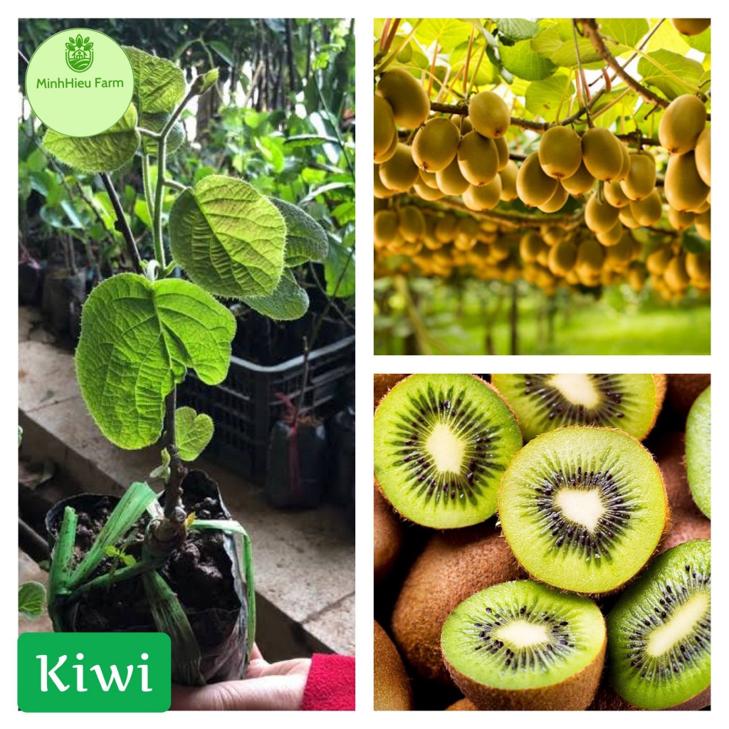 Cây KIWI leo giàn ruột xanh dòng quả sớm được ưa chuộng siêu sai trái
