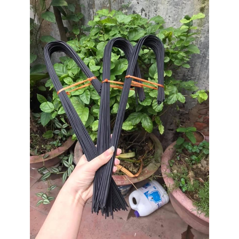 Nan hắc trúc cho lồng mào choè mi khuyên