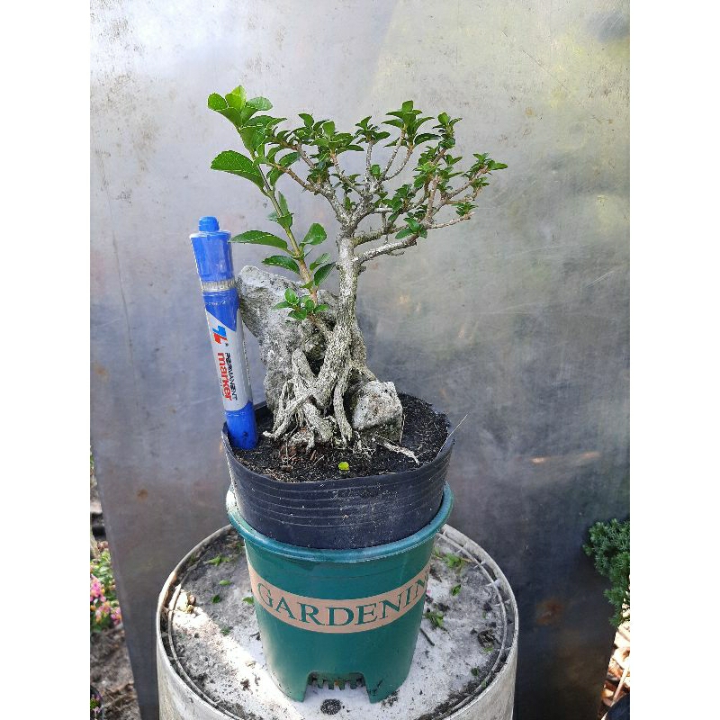 Cây sam hương bonsai ôm đá dáng tự nhiên