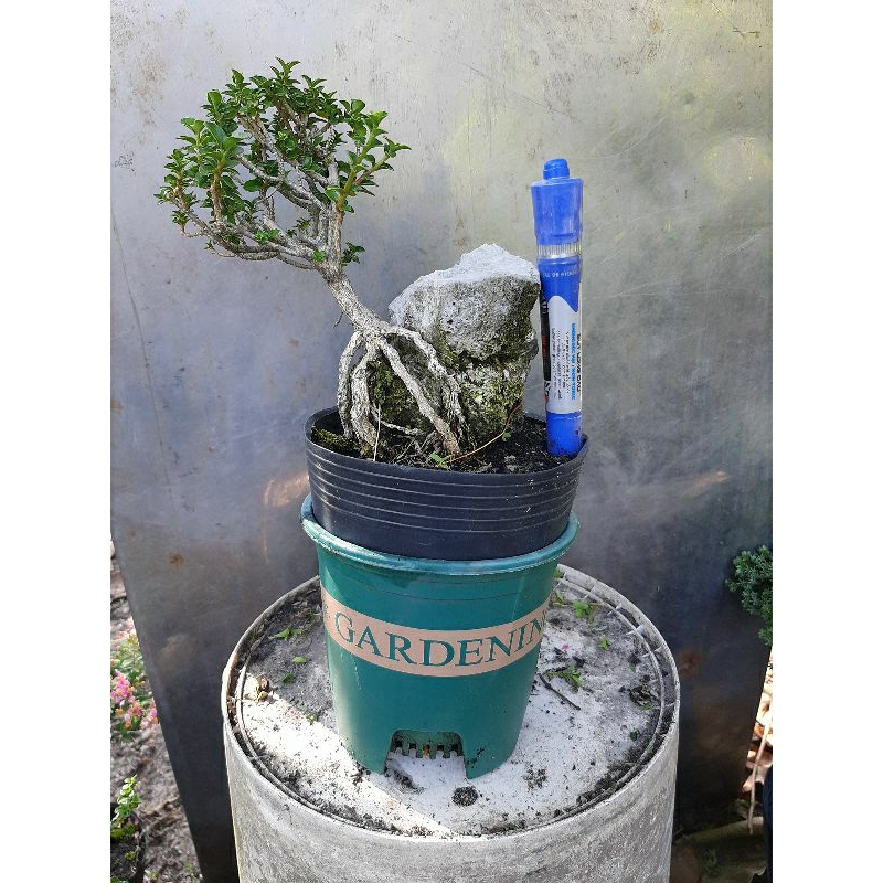 Cây sam hương bonsai ôm đá dáng tự nhiên