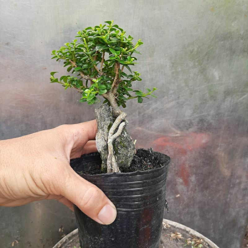 Cây sam hương bonsai ôm đá dáng tự nhiên