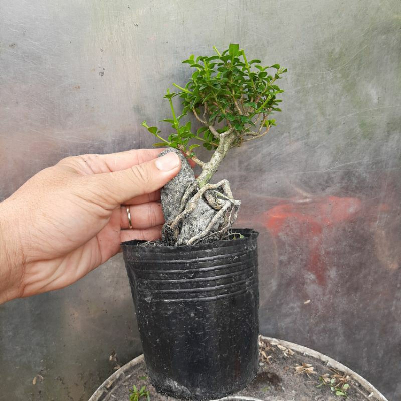 Cây sam hương bonsai ôm đá dáng tự nhiên