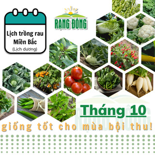 Hạt giống Rau Củ Quả trồng theo mùa ở miền BẮC, tháng 10 trồng rau gì để năng suất cao? - Hạt giống Rạng Đông