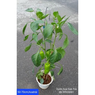 (VHST - GIAO TRONG NGÀY) Cây ỚT NGỌT, đang trái.