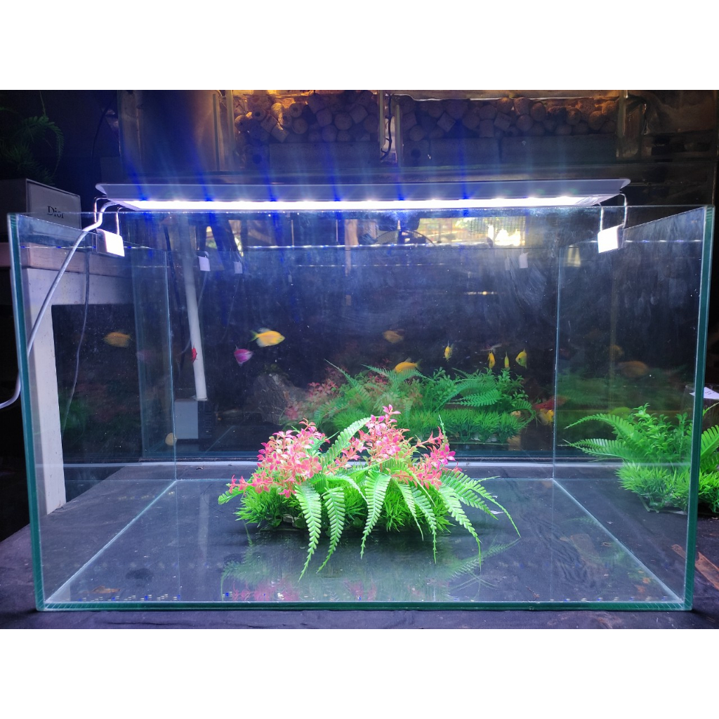 Bể cá để bàn kích thước 50x30x30 cm