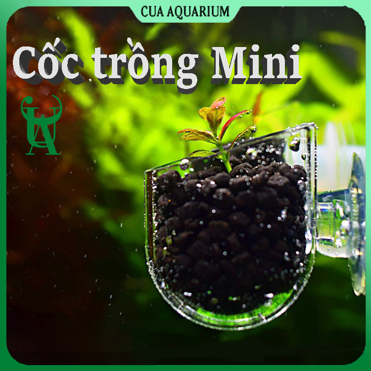 Cốc trồng cây thuỷ sinh Mini | Cốc trồng cây Acrylic , thủy tinh