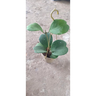 Cây giống cẩm cù lá tim