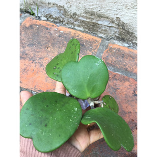 Cây giống cẩm cù lá tim