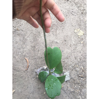 Cây giống cẩm cù lá tim