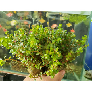 VẢY ỐC SIÊU ĐỎ- CÂY THỦY SINH